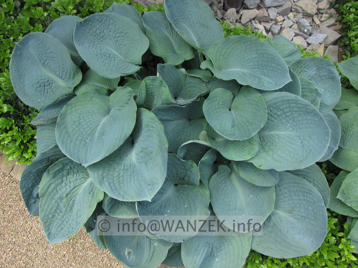 Hosta Hybride Perry's True Blue 00.JPG